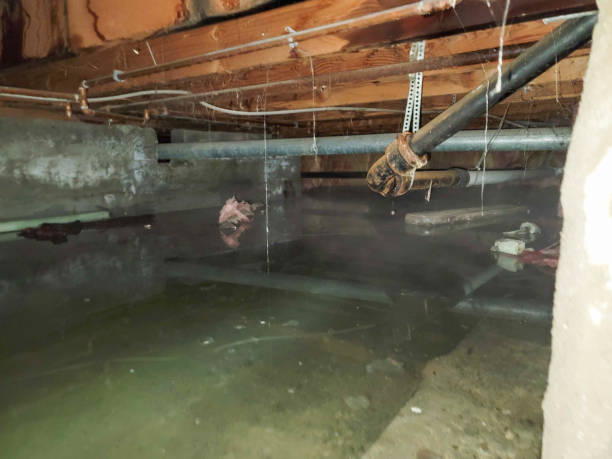 Best Water damage cleanup near me  in Oliver, PA